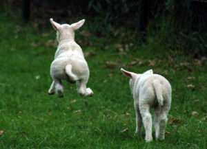 photo of lambs jumping