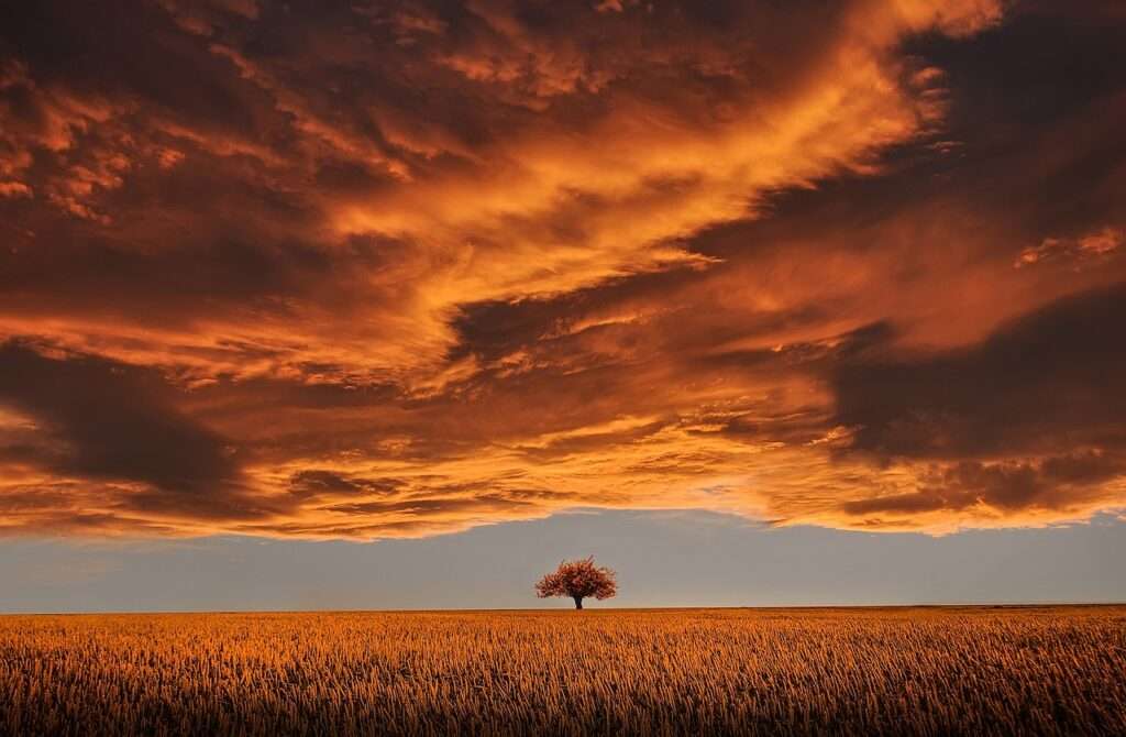 Capricorn, tree at sunset