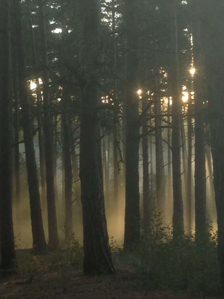 Capricorn, sun through trees