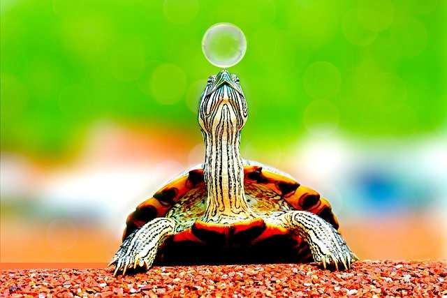 Aries horoscope, turtle with a bubble