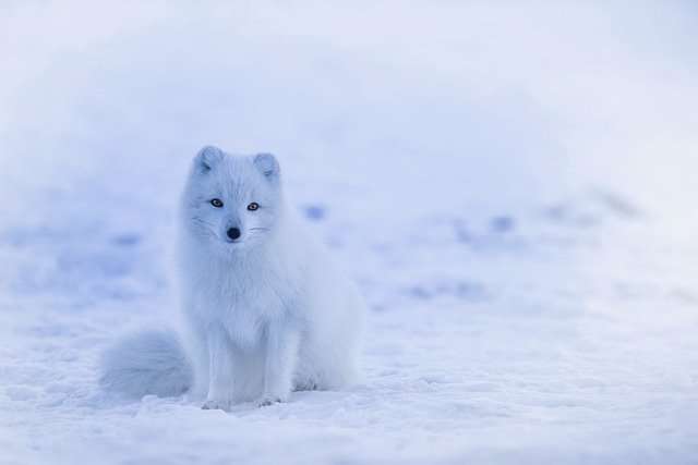 Aquarius horoscope, snow fox