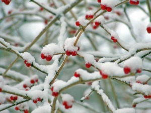 Winter Berries in Snow