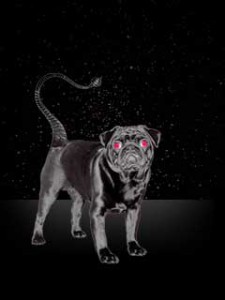 photo of a black dog representing Scorpio
