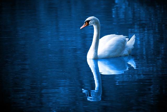swan, Libra horoscope