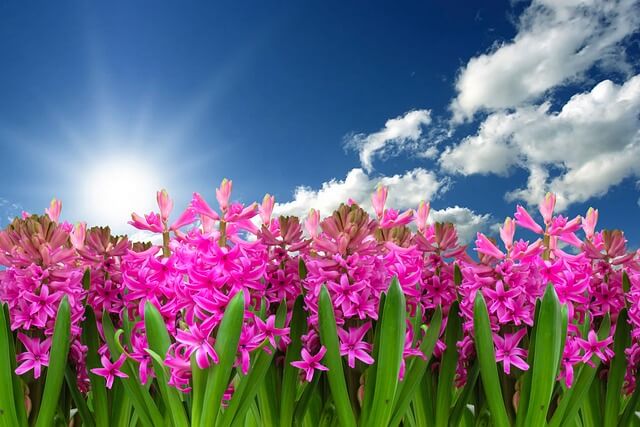 blue skies, pink hyacinths